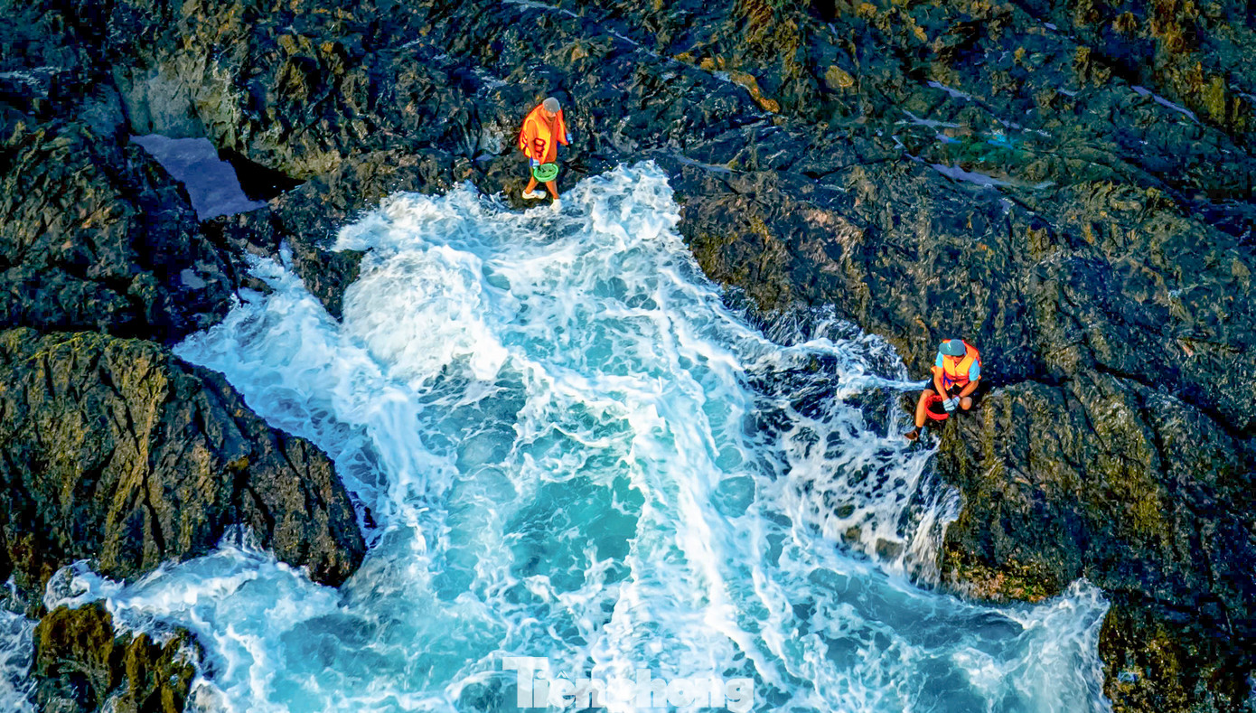 Rong mứt biển mọc trên những ghềnh đá trơn trượt mùa biển động, do vậy, mọi người vừa hái vừa phải canh chừng sóng biển, chỉ sơ sẩy là bị sóng cuốn xuống biển, nguy hiểm đến tính mạng. Nên ai nấy đều tự trang bị cho mình áo phao, găng tay, giày... khi đi hái để tránh nguy hiểm. Ảnh: Dũng Nhân