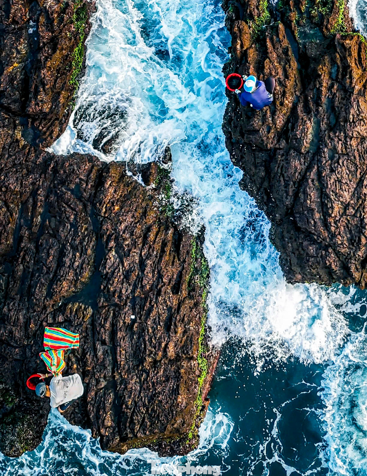 Thu hoạch rong mứt mùa biển động.