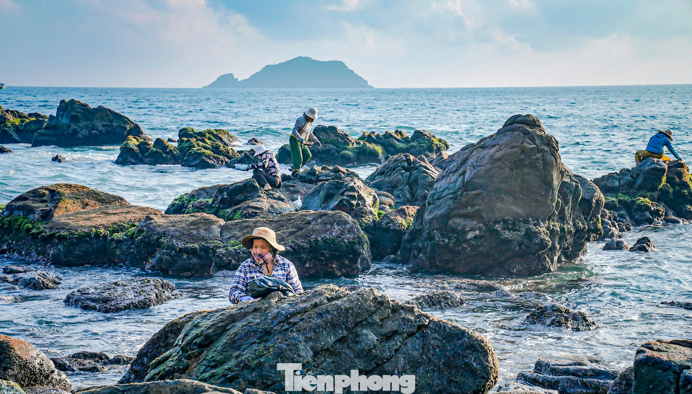 Phụ nữ thường chọn những bãi đá gần bờ để tìm, hái rong. Ảnh: Dũng Nhân