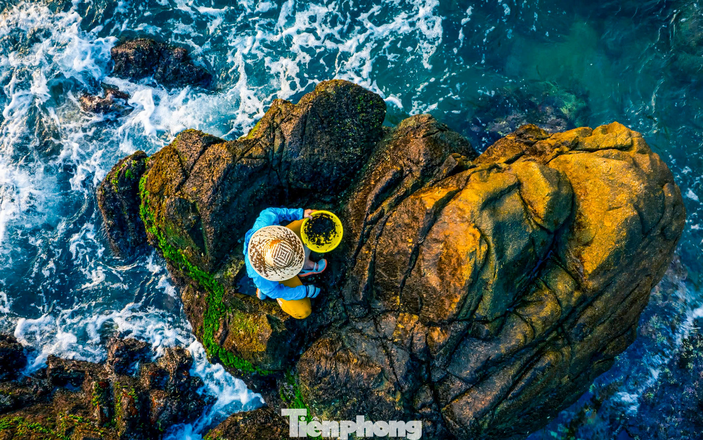 Rong hay được người dân làng chài Bình Định gọi mứt biển, thường mọc ở ghềnh đá, và chỉ xuất hiện duy nhất 1 lần trong năm. Đặc biệt, trời càng lạnh, sóng càng mạnh thì rong mứt càng nhiều. Ảnh: Dũng Nhân