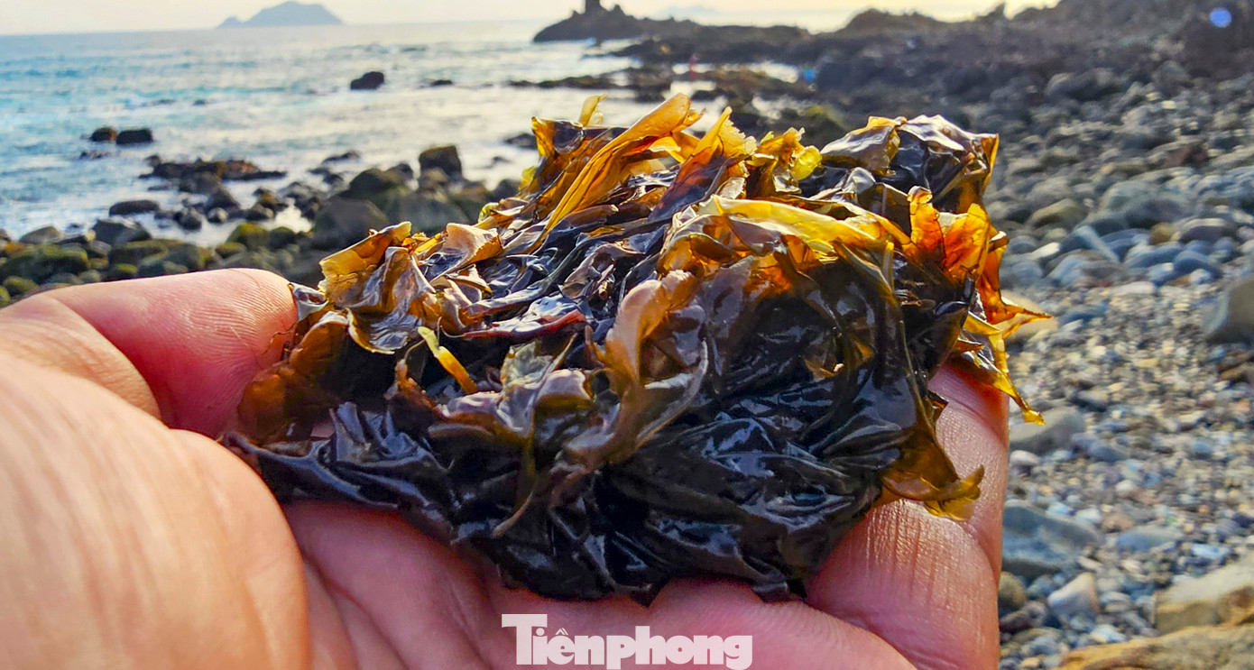 Theo những người dân làng chài, giá rong mứt biển ở thời điểm hiện tại đang dao động từ 250.000 - 300.000 đồng/kg tươi, khoảng 1.100.000 - 1.200.000 đồng/kg khô.