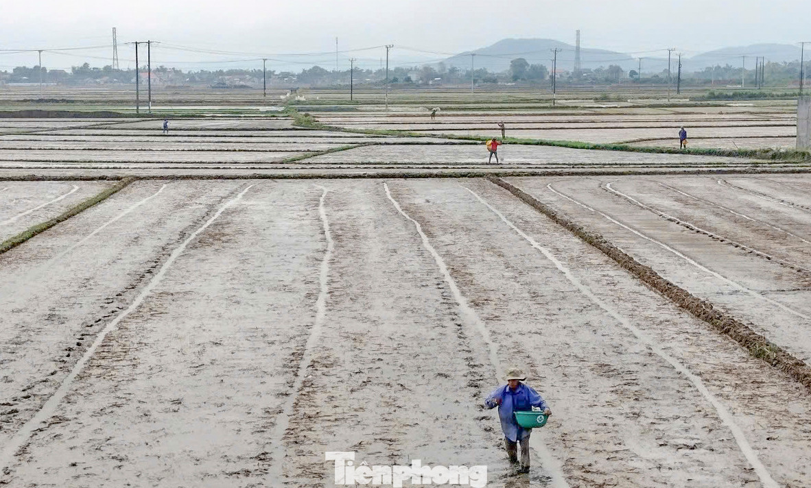 Hàng ngàn ha lúa vụ đông xuân của nông dân Bình Định nguy cơ mất giống do mưa kéo dài. Ảnh: Trương Định