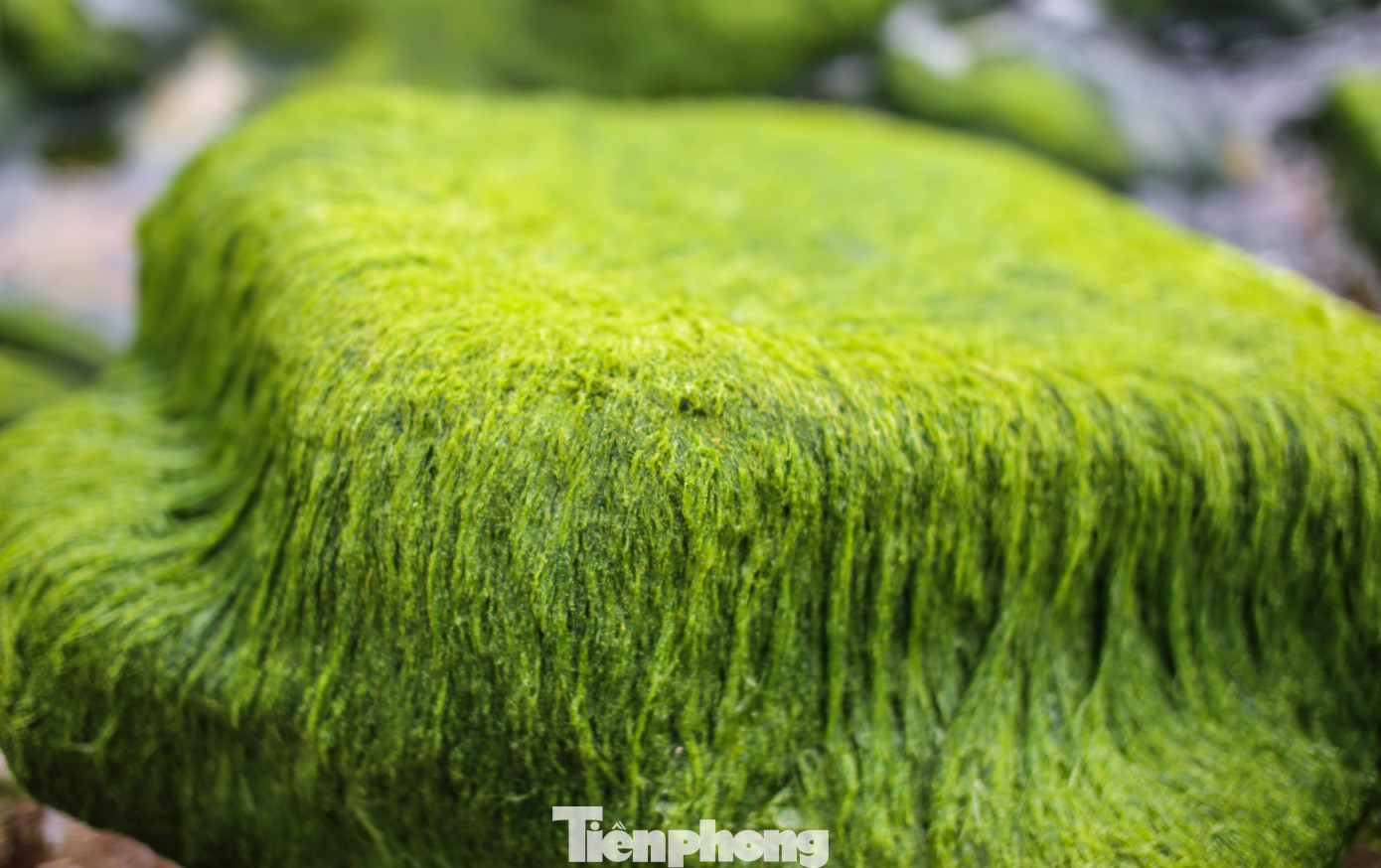 Khi thủy triều vừa rút, những thảm rêu xanh trên đá bắt đầu hiện ra. Ảnh: Trương Định