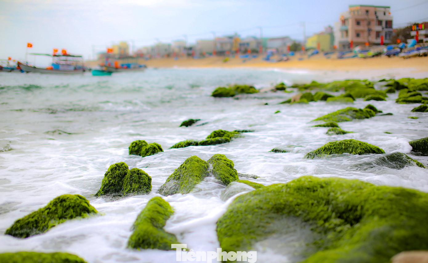 Rêu đá là tặng phẩm của thiên nhiên dành cho xã bán đảo Nhơn Hải. Khi những phiến đá tại kè chắn nơi đây vào mùa phủ rêu xanh mướt, rất đông người dân địa phương, du khách tìm đến check-in mỗi ngày. Ảnh: Trương Định