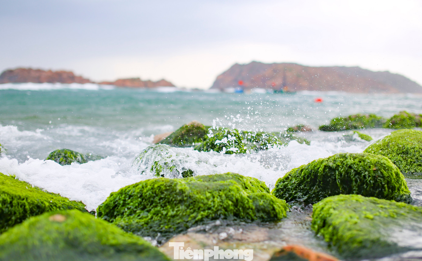 Khi thủy triều vừa rút, những thảm rêu xanh trên đá bắt đầu hiện ra. Ảnh: Trương Định