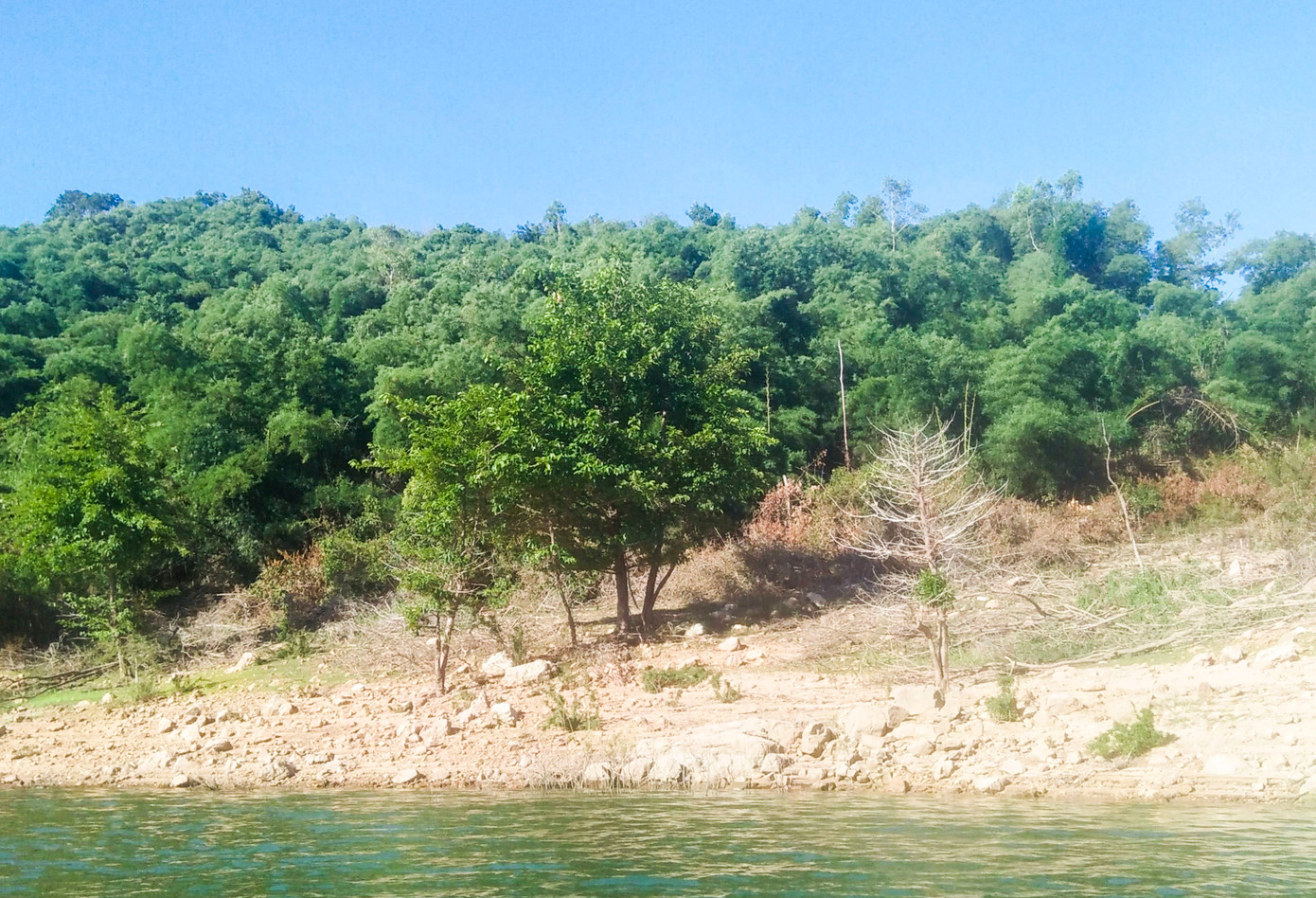 Bình Định đưa vụ nguyên Bí thư Huyện ủy thâu tóm đất rừng vào diện theo dõi, quản lý.