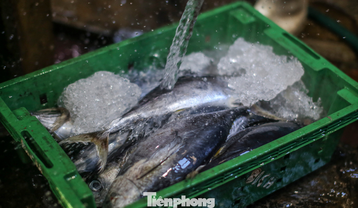 Cá sau khi được thu mua từ các tàu thuyền vừa cập cảng, được đánh vảy, mổ ruột, cắt lát và xếp ngăn nắp vào các rổ tre chờ cho vào lò hấp. Trong ảnh, những mẻ cá ngừ sọc dưa tươi rói vừa được thu mua của ngư dân..