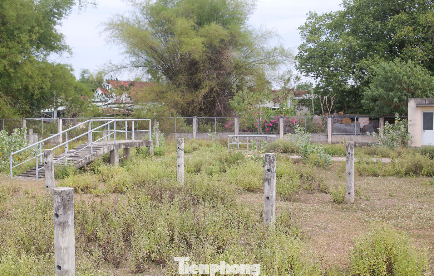 Chợ bò bỏ hoang, cỏ mọc um tùm. Ảnh: Trương Định