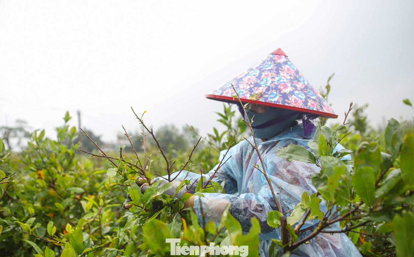 Theo các nhà vườn, việc lặt lá mai được xem là công đoạn quan trọng, cần sự cẩn trọng và tính toán kỹ lưỡng. Thông thường từ ngày 20/11 âm lịch trở đi là thời gian thích hợp để lặt lá mai. Tuy nhiên, cũng phải canh tiết trời để mai nở kịp bán Tết. (Ảnh: Trương Định)