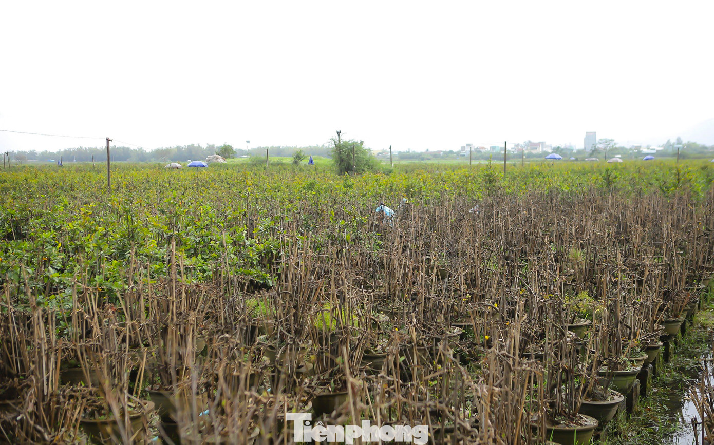 Vài năm gần đây, mai Tết đem lại nguồn thu lớn cho thị xã An Nhơn. Đặc biệt, trong năm 2023 vừa qua, doanh thu từ mai vàng đạt khoảng 175 tỷ đồng. (Ảnh: Trương Định)