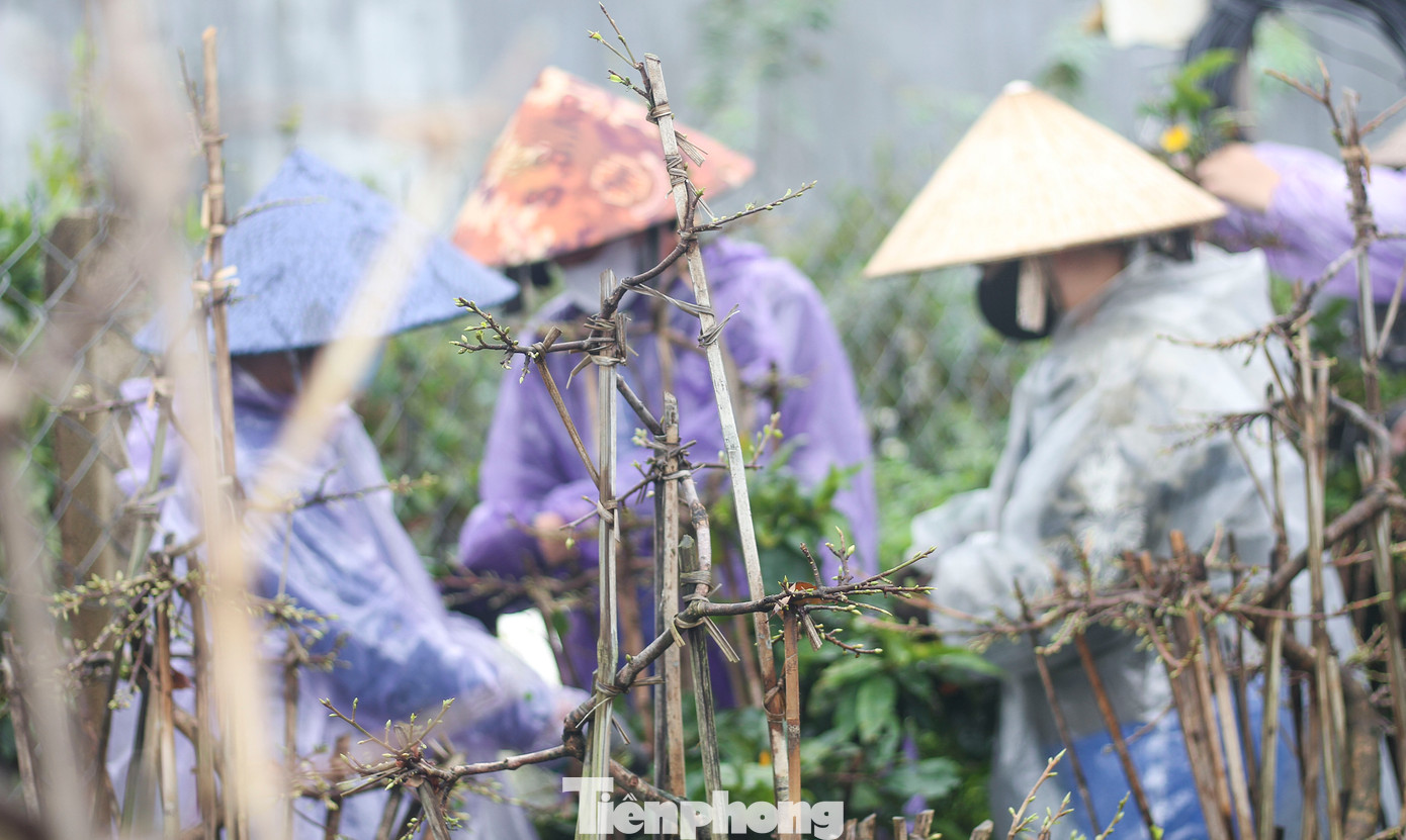 Theo bà Lê Thị Kim Toàn, đầu năm các chủ vườn thuê công làm cỏ, phân, thuốc, đến cuối năm thì vặt lá, trông coi hoa. "Từ ngày ở quê trồng mai rộ, người dân có thêm việc làm, không phải đi làm thuê ở xa. Làm gần nhà thì tiện chăm sóc gia đình, con cái nên mệt mấy cũng gắng". (Ảnh: Trương Định)