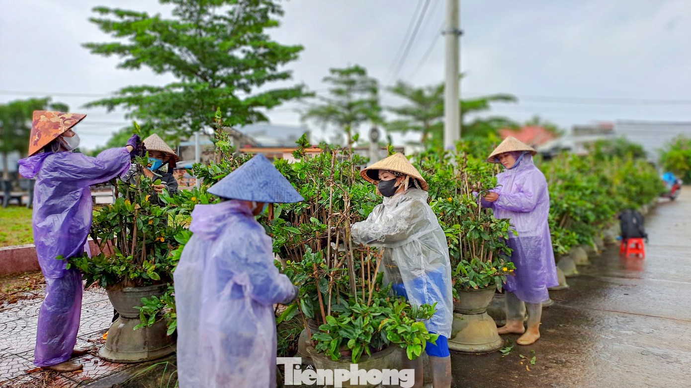 Vào thời điểm này, các nhà vườn cần người lặt lá mai nên người dân cũng tranh thủ lúc nông nhàn đi lặt thuê để kiếm thêm thu nhập lo sắm Tết. Hiện, một ngày công các lao động kiếm được 180.000 – 200.000 đồng. (Ảnh: Trương Định)