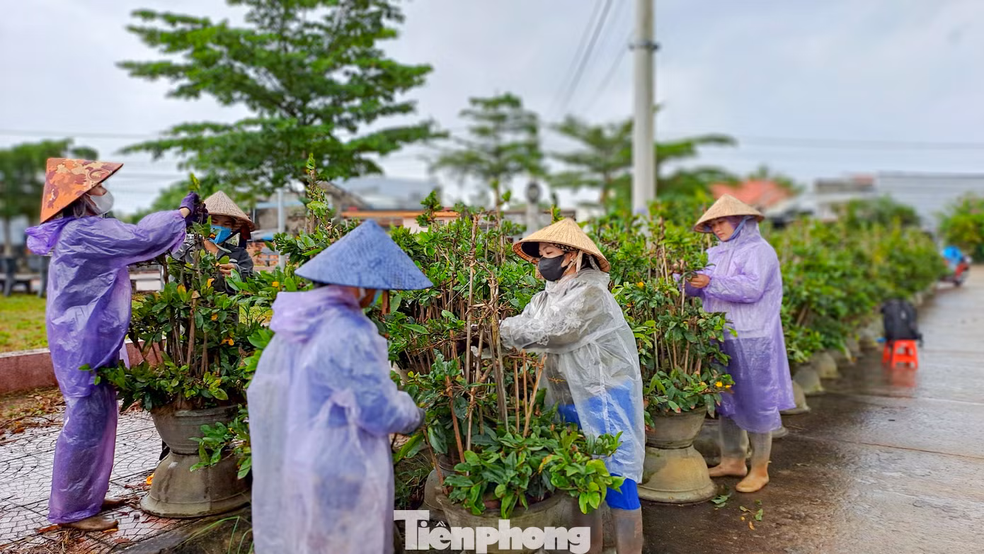 Vào thời điểm này, các nhà vườn cần người lặt lá mai nên người dân cũng tranh thủ lúc nông nhàn đi lặt thuê để kiếm thêm thu nhập lo sắm Tết. Hiện, một ngày công các lao động kiếm được 180.000 – 200.000 đồng. (Ảnh: Trương Định)
