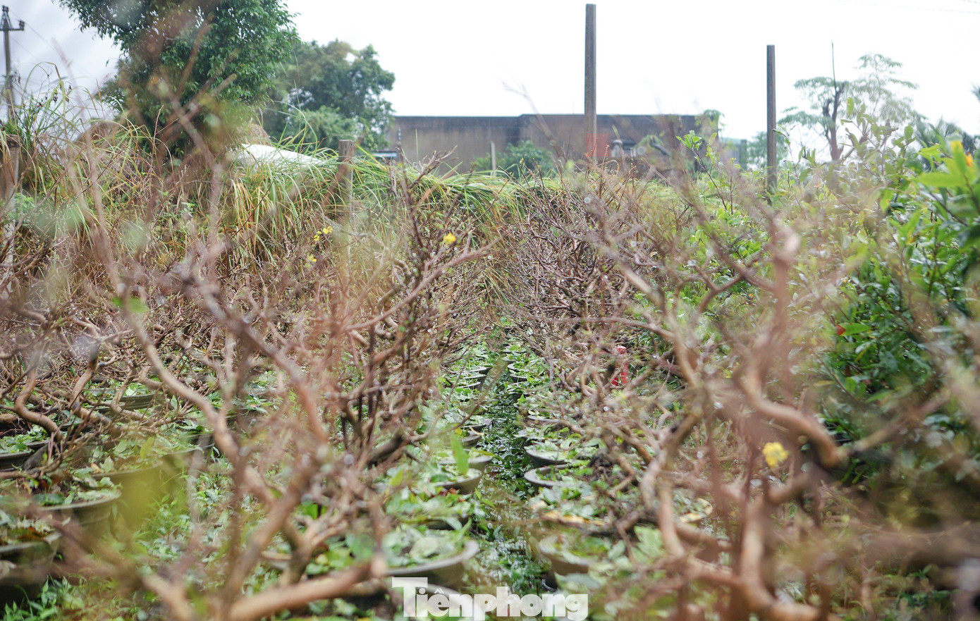 Thị xã An Nhơn (Bình Định) được xem là thủ phủ mai vàng lớn nhất miền Trung. Nơi đây có hàng ngàn hộ dân trồng mai, với diện tích khoảng 145ha. Nghề trồng mai góp phần nâng cao thu nhập, giải quyết việc làm cho người dân trên địa bàn. (Ảnh: Trương Định)