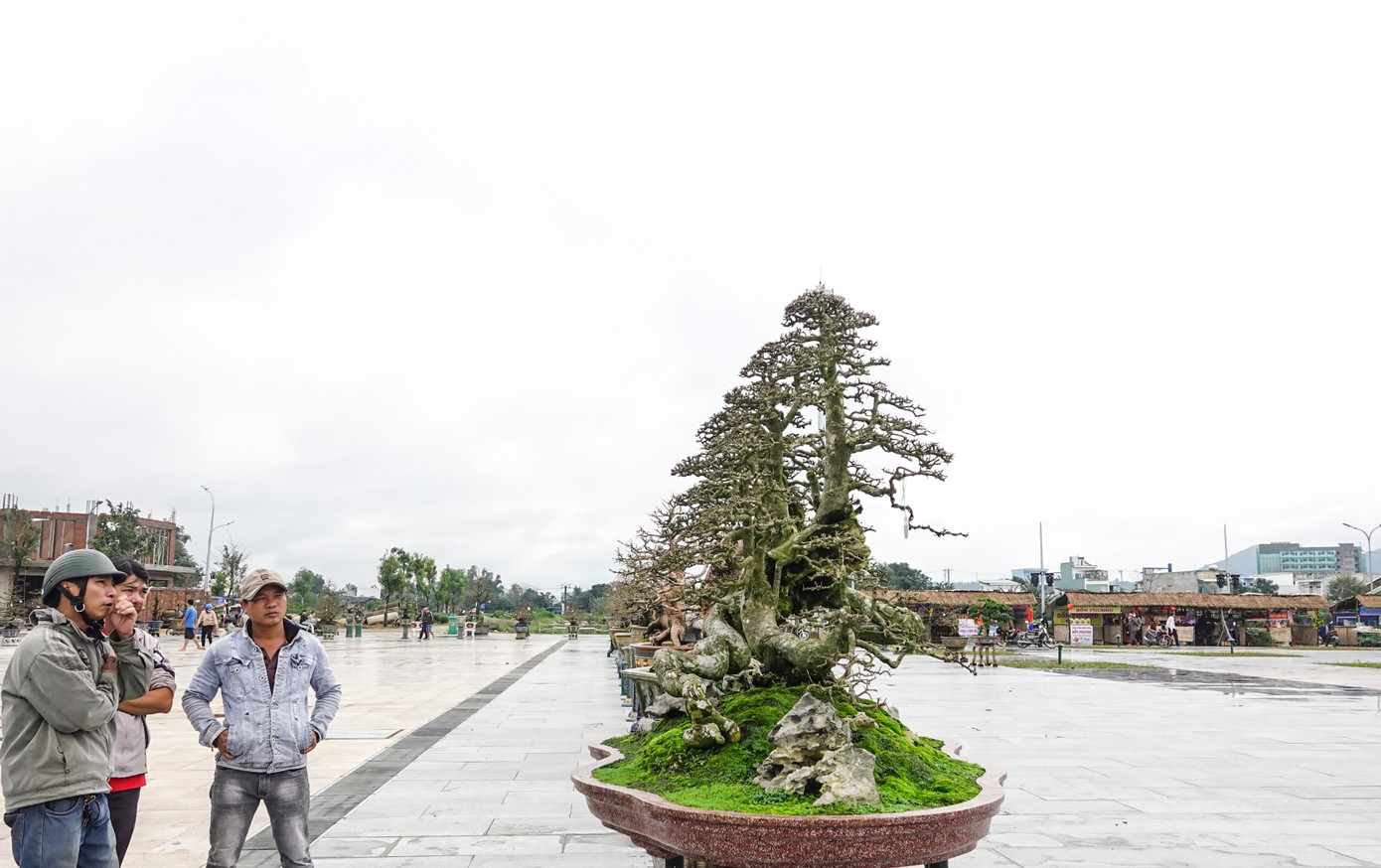 Thị xã An Nhơn được mệnh danh là “thủ phủ mai vàng” miền Trung. Hiện tại An Nhơn có khoảng hơn 10.000 hộ trồng mai cảnh. Dịp Tết Nguyên đán năm 2022, số tiền bán mai của TX An Nhơn khoảng 128 tỷ đồng.