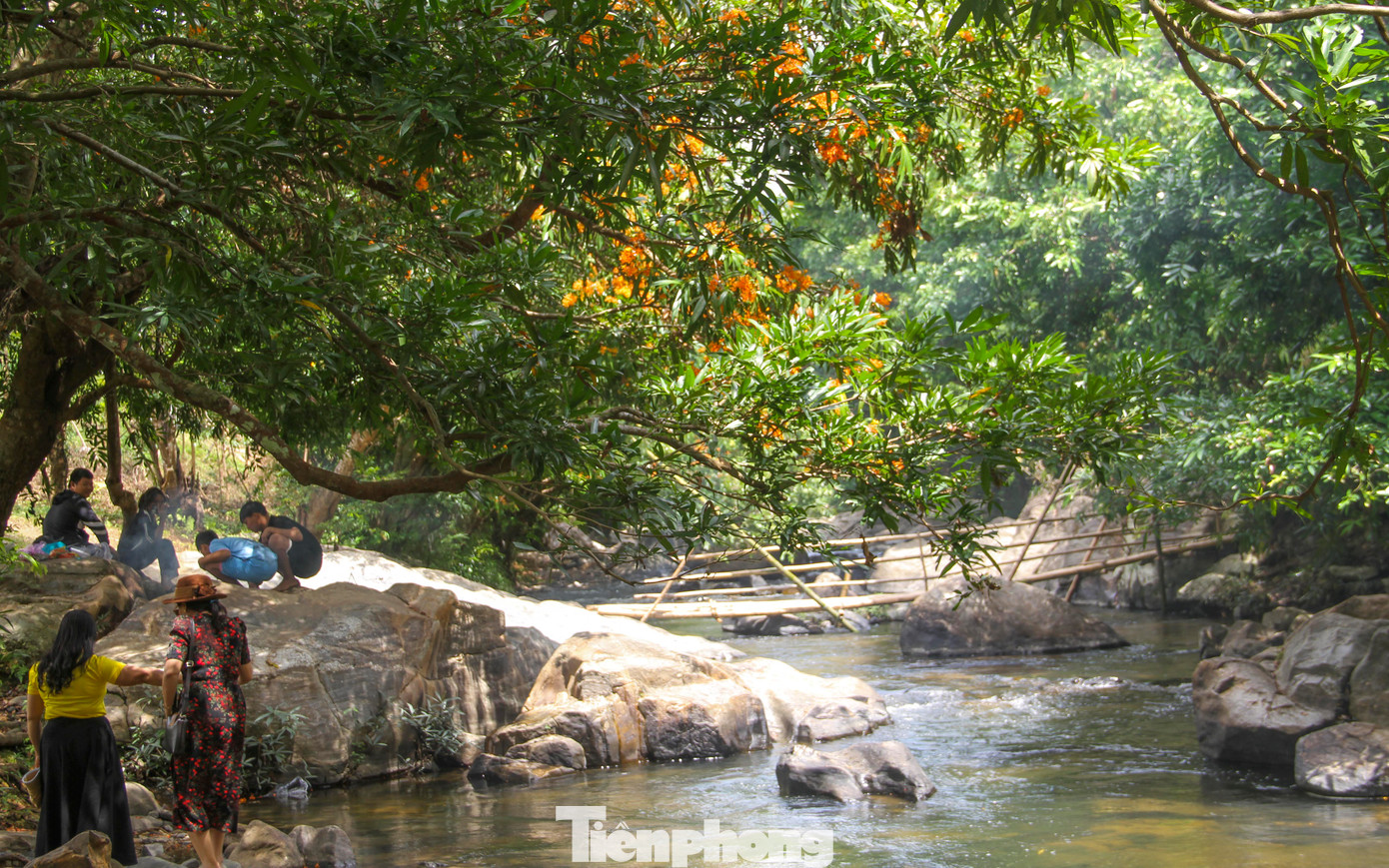 Cách trung tâm thị trấn Vĩnh Thạnh (huyện Vĩnh Thạnh) khoảng chừng 7km, vài năm trở lại đây, hàng cây trang rừng dọc suối Tà Má dần trở thành một địa điểm du lịch hấp dẫn với người dân, du khách vào mỗi mùa hoa nở. Ảnh: Trương Định