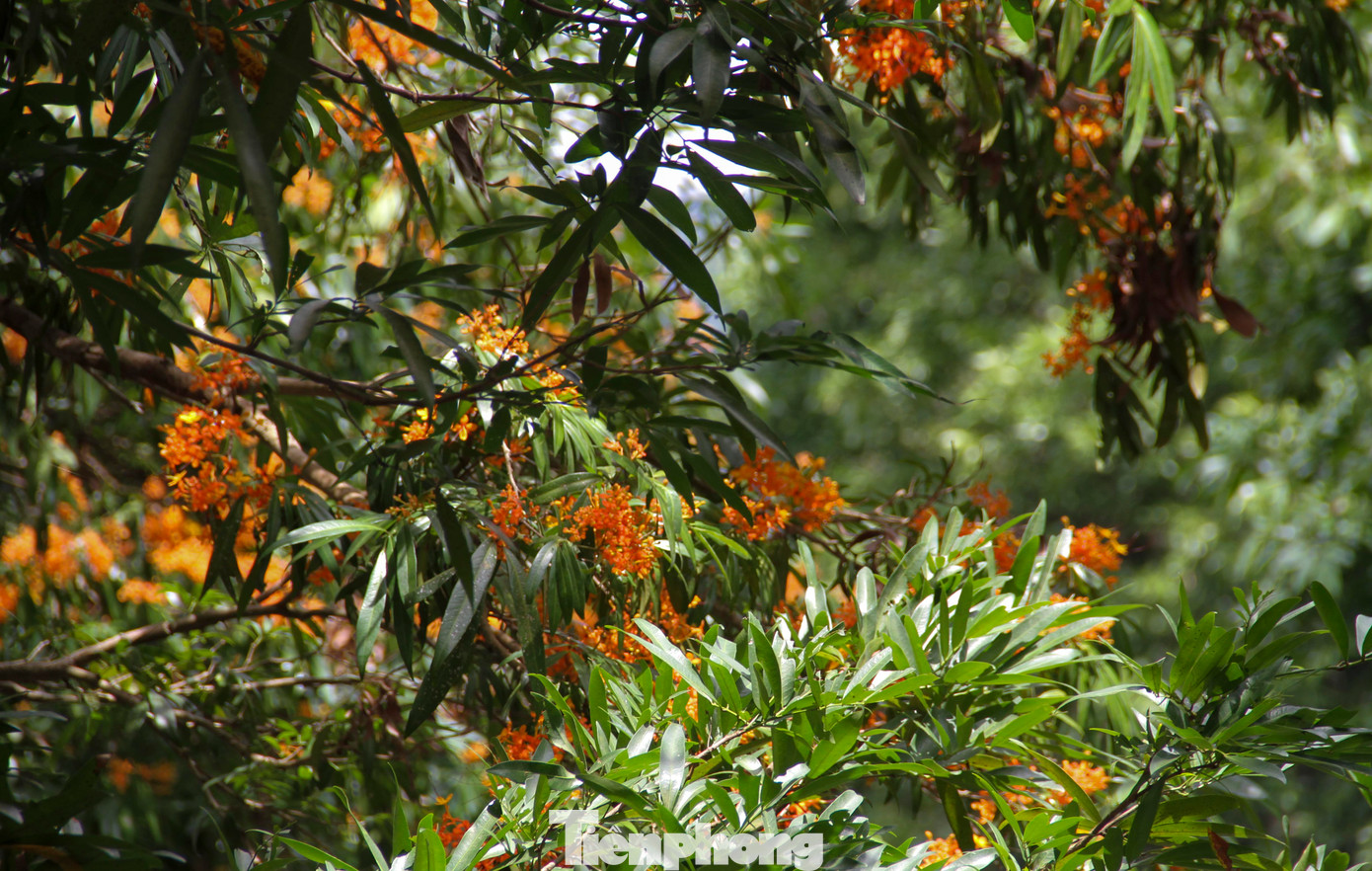 Thôn Hà Ri chủ yếu là người đồng bào Bana, rừng hoa trang bên suối này đã có từ rất lâu. Họ gìn giữ dòng suối và hàng cây trang rừng từ bao đời nay. Ảnh: Trương Định