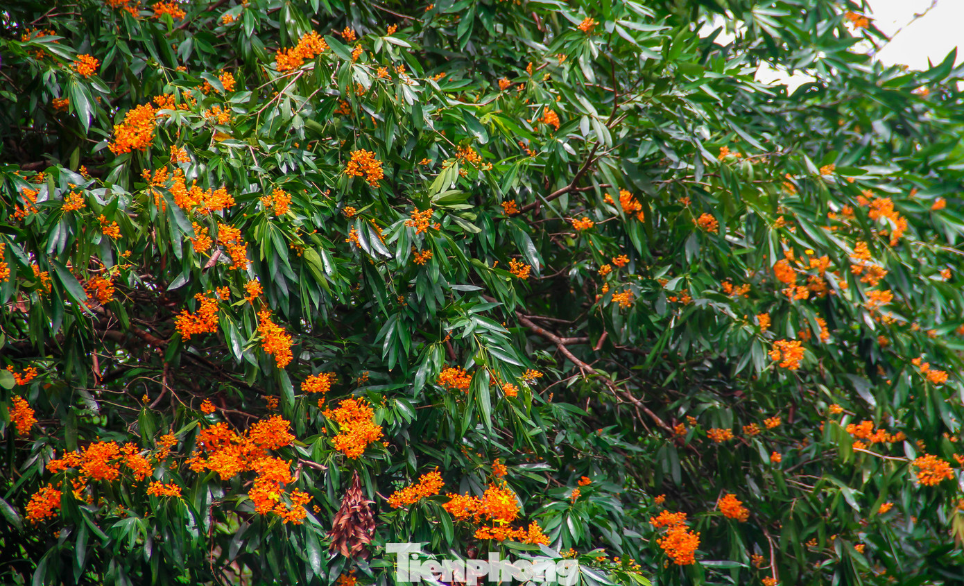 Ghi nhận của PV Tiền Phong tại suối Tà Má, dù hoa trang chưa nở rộ, nhưng từ sáng tới chiều, du khách nô nức đổ về vui chơi, tham quan, chụp ảnh kỷ niệm. Nhiều gia đình mang theo đồ ăn, thức uống... vui chơi dọc hai bên bờ suối, dưới những gốc hoa trang vàng rực. Ảnh: Trương Định