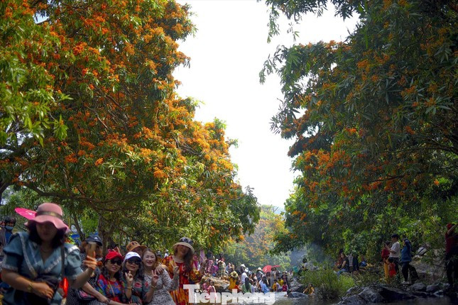 Ông Huỳnh Đức Bảo - Phó Chủ tịch UBND huyện Vĩnh Thạnh cho biết, vào năm 2021, thời điểm rừng trang nở rộ, địa phương ghi nhận khoảng 10.000 người đến tham quan, du lịch trong 1 ngày. Và từ đó nơi này càng được nhiều người biết đến. Ảnh tư liệu