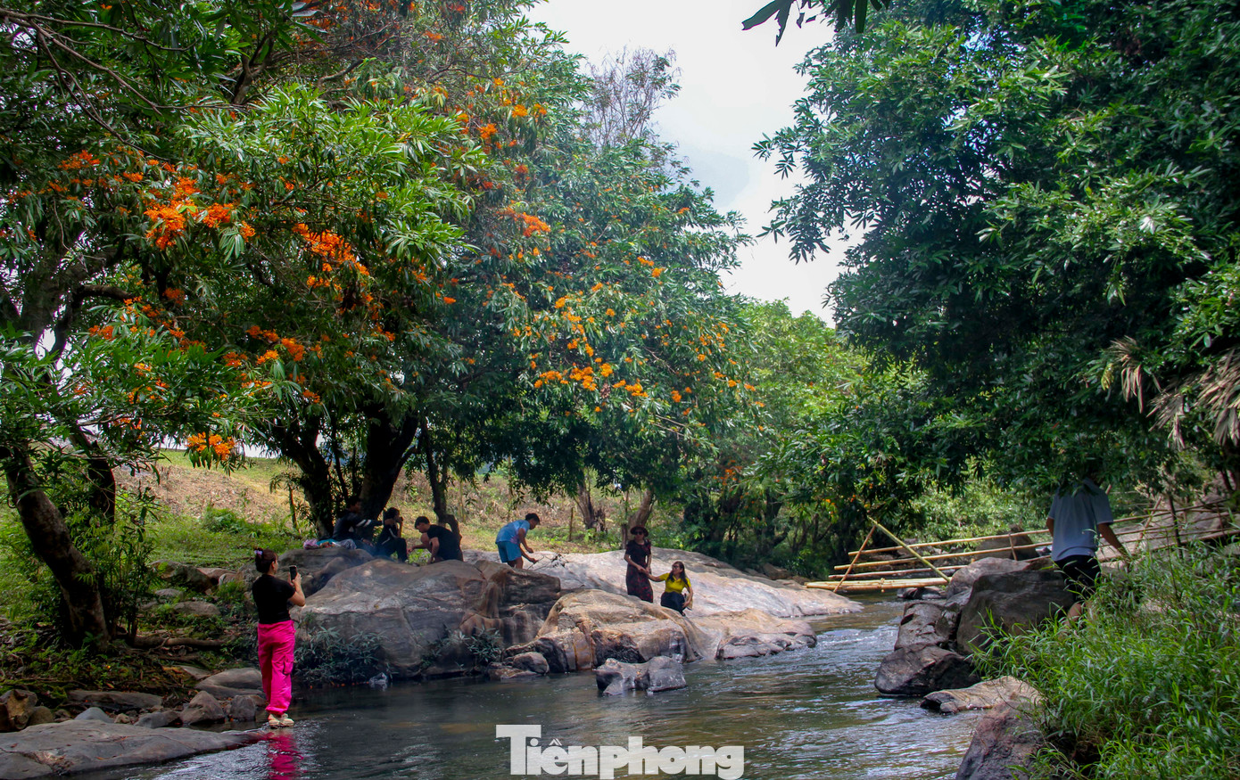 Bà Trần Thị Thanh Vương (xã Vĩnh Hiệp, huyện Vĩnh Thạnh) cho biết, khoảng 3 năm trở lại đây, cây trang rừng bên suối Tà Má bắt đầu nở rực đã thu hút hàng nghìn du khách. Từ đó đến nay, cứ sau Tết Nguyên đán khi hoa trang nở, người dân và du khách lại tìm đến vui chơi. Ảnh: Trương Định