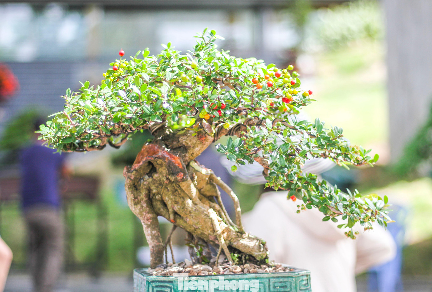 Những tác phẩm bonsai độc đáo được trưng bày tại liên hoan, triển lãm.