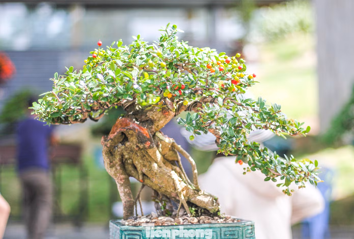 Những tác phẩm bonsai độc đáo được trưng bày tại liên hoan, triển lãm.