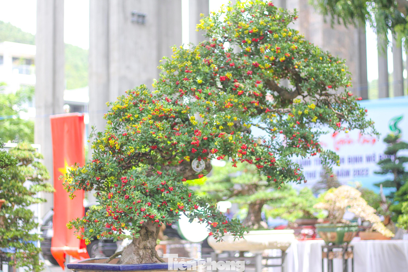 Những tác phẩm cây cảnh nghệ thuật, giá trị kinh tế cao.