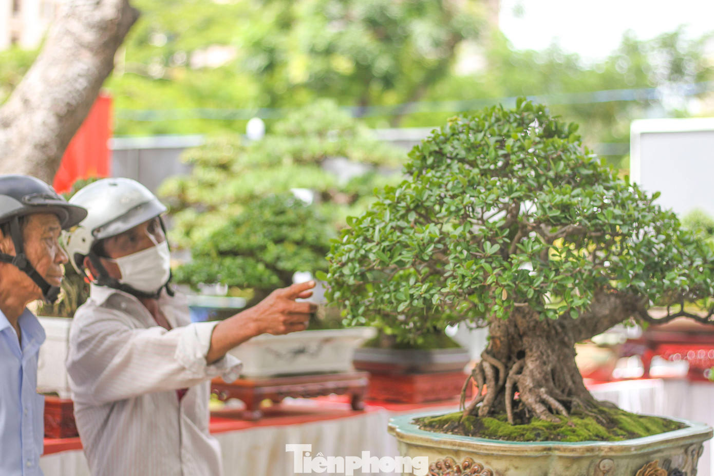 Đây cũng là dịp quảng bá những sản phẩm sinh vật cảnh đẹp của tỉnh, khơi dậy tiềm năng và động viên, phát triển phong trào sinh vật cảnh địa phương, đồng thời tạo cơ hội giao lưu, trao đổi nghề nghiệp giữa các nghệ nhân, nhà vườn nhằm giới thiệu những tác phẩm sinh vật cảnh đẹp.