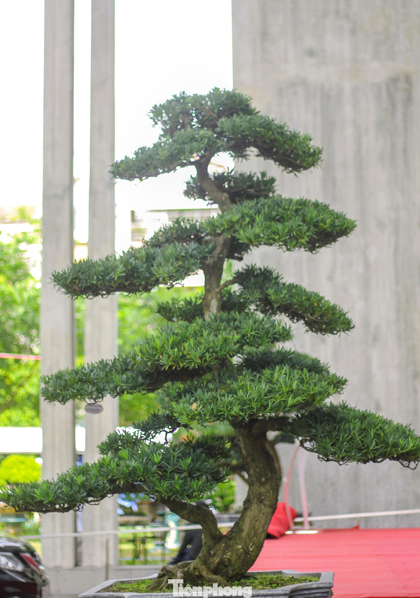 Những tác phẩm cây cảnh nghệ thuật, giá trị kinh tế cao được trưng bày tại liên hoan, triển lãm.