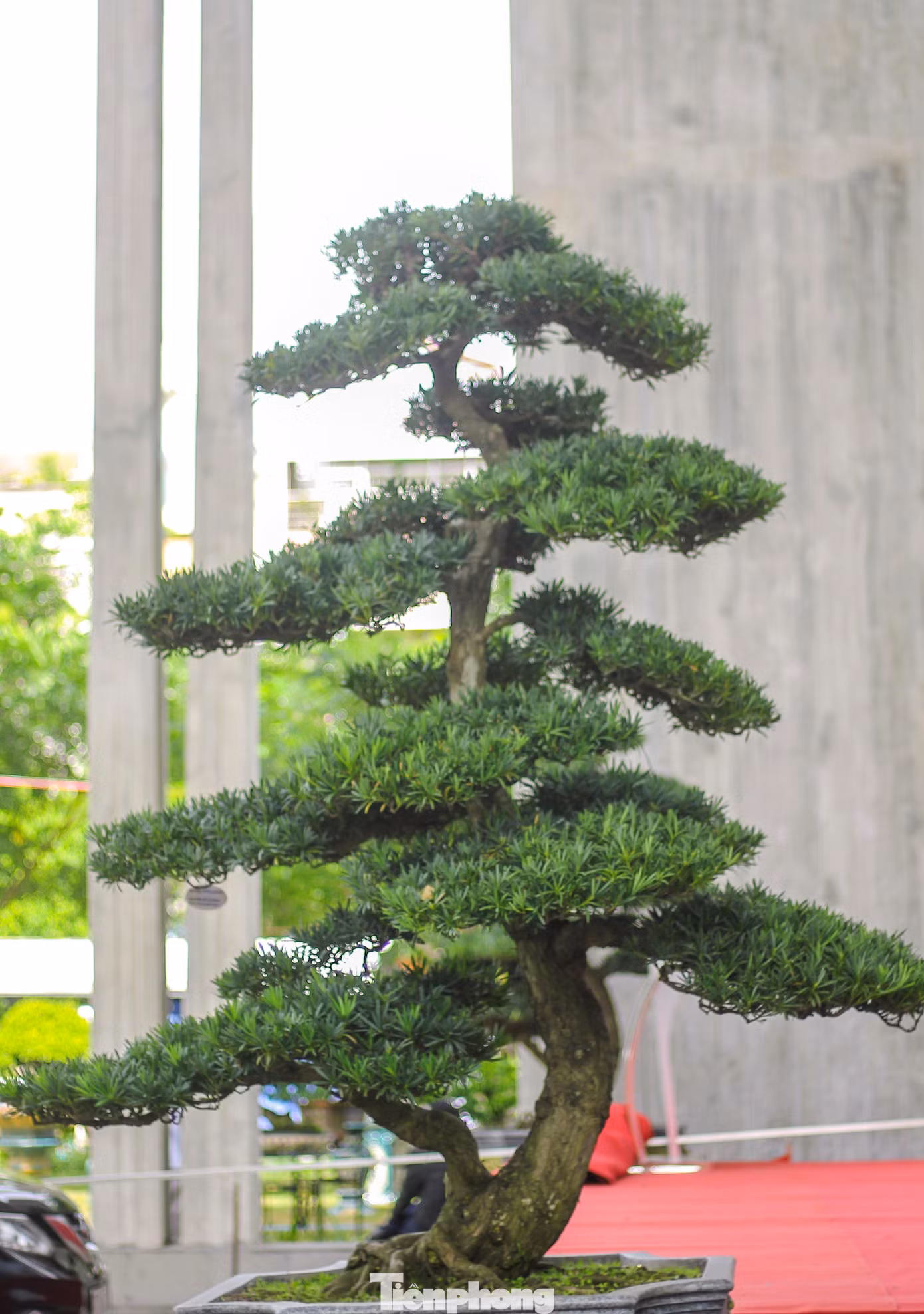 Những tác phẩm cây cảnh nghệ thuật, giá trị kinh tế cao được trưng bày tại liên hoan, triển lãm.