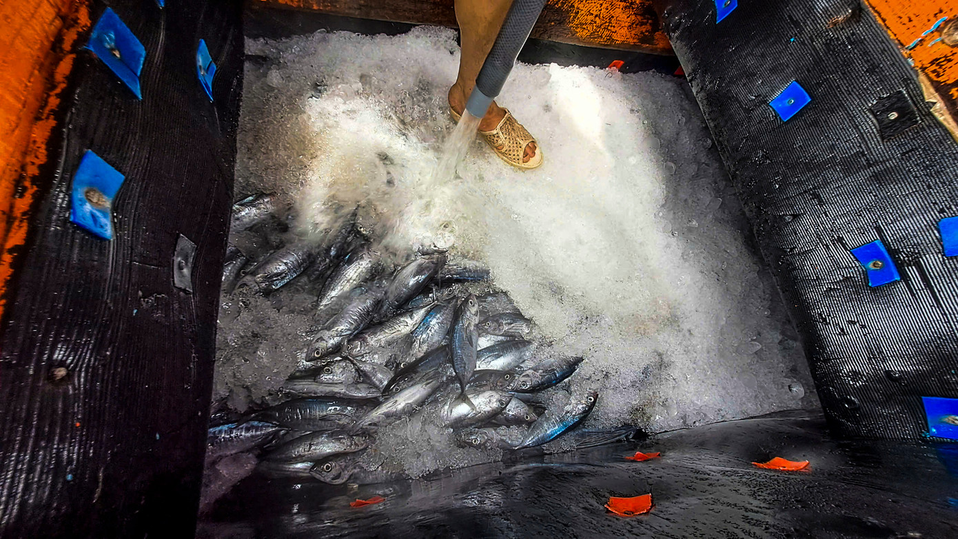Với ngư dân, biển là nhà, luôn đoàn kết sát cánh bên nhau như những cột mốc chủ quyền, vừa hi vọng về những chuyến bội thu tôm cá. Trong ảnh: Cá được ngư dân bảo quản kỹ lưỡng tại các hầm trên tàu. Ảnh: Trương Định