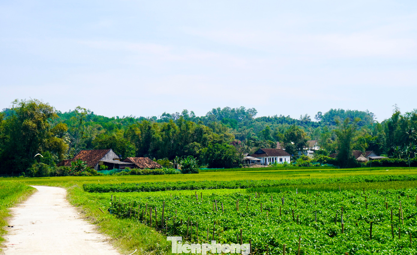 Theo lãnh đạo Phòng NN&amp;MT huyện Phù Mỹ, dự án ban đầu cũng chưa đầu tư hoàn chỉnh, mới chỉ 1ha làm thí điểm. Bên cạnh đó, khu tưới cũng chưa khoanh được loại cây trồng; công tác quản lý còn hạn chế, cán bộ quản lý chủ yếu kiêm nhiệm, trong khi đó hệ thống vận hành cũng hiện đại, do vậy về lâu dài cũng phải bàn giao lại các đơn vị có chuyên môn để quản lý, vận hành. Ảnh: Trương Định