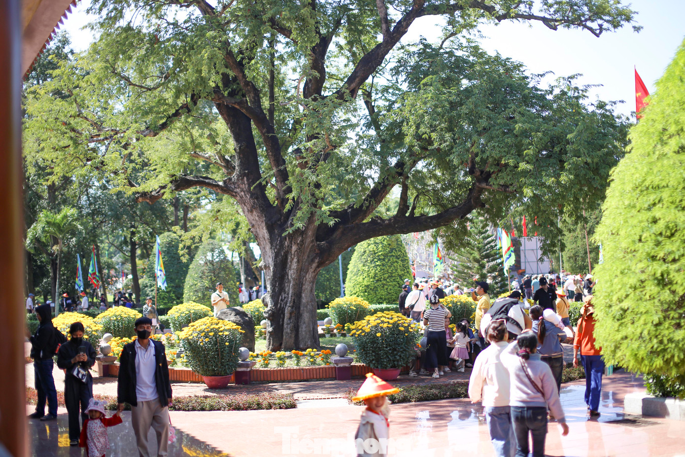 Cây me cổ thụ trong vườn nhà Tây Sơn Tam Kiệt đã được công nhận Cây di sản Việt Nam. Ảnh: Trương Định.