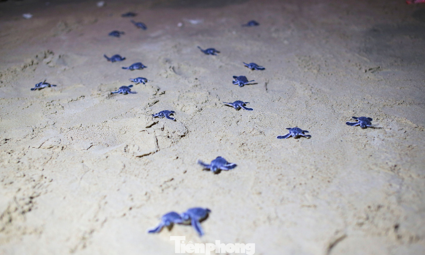 Những chú rùa con bò ra biển. Ảnh: Trương Định.