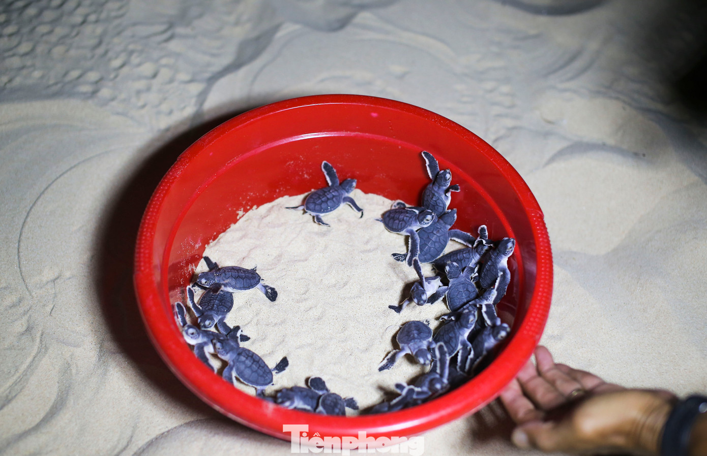 Những chú rùa con chào đời trên bãi biển xã Nhơn Hải. Ảnh: Trương Định. Những chú rùa con chào đời trên bãi biển xã Nhơn Hải. Ảnh: Trương Định.