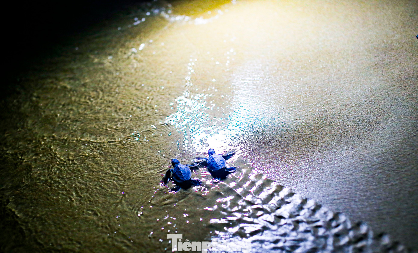 Những chú rùa con bò ra biển. Ảnh: Trương Định.