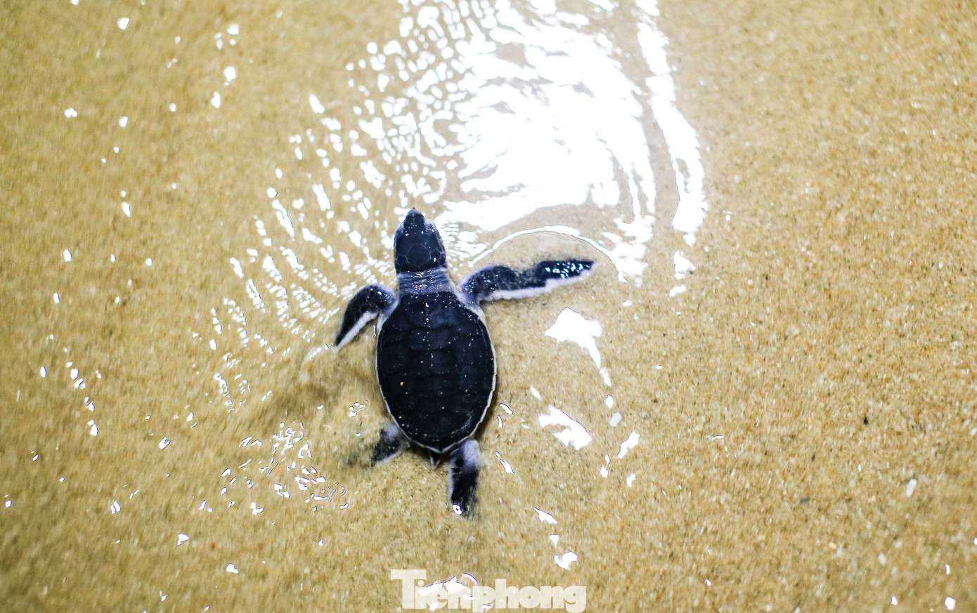 Rùa con vừa nở từ trứng.