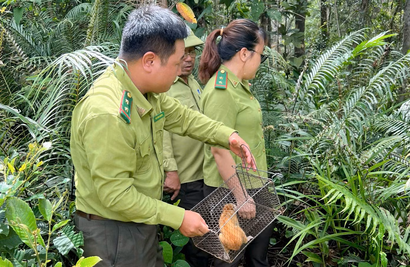 Cán bộ kiểm lâm Bình Định thả động vật về Khu bảo tồn thiên nhiên An Toàn. Ảnh: KL