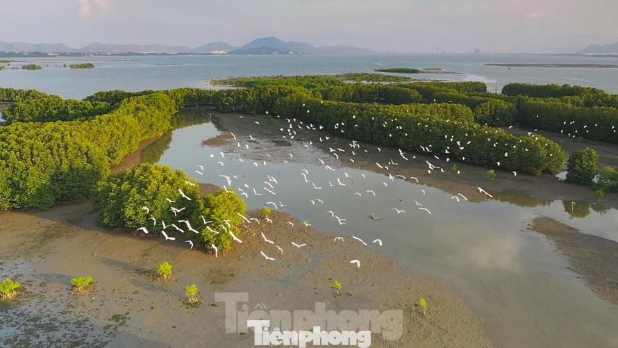 Đàn cò trắng bay về trú ngụ trên những cánh rừng ngập mặn ở đầm Thị Nại. Ảnh: Dũng Nhân