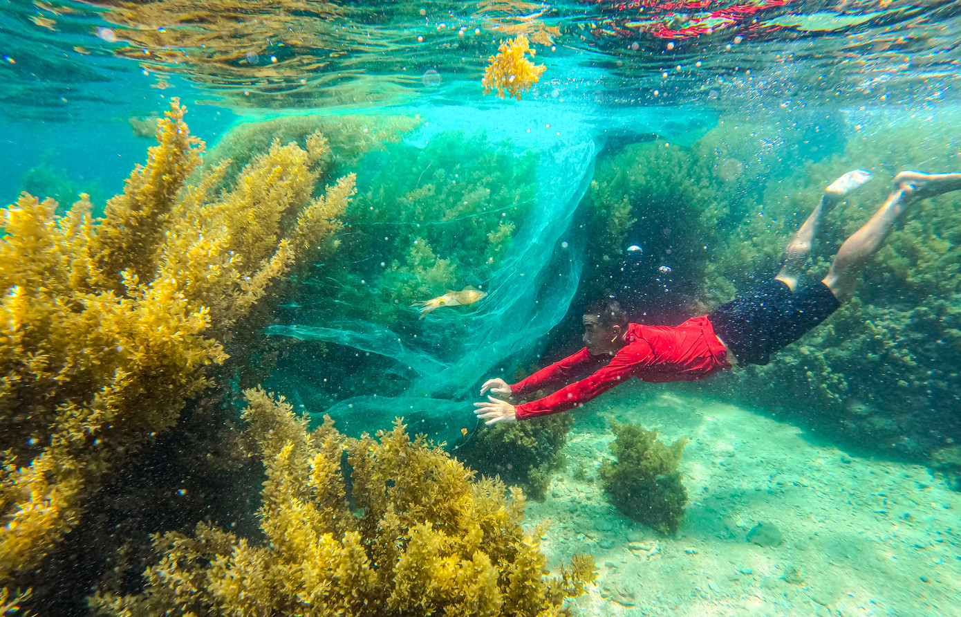 Rong mơ có tên khoa học là Sargassum. Chúng thường sống bám vào rạn san hô, đá ngầm. Khi một cây rong dài, nó sẽ tràn lên mặt nước. Nhiều cây như vậy tạo nên những bãi rong vàng óng ấn tượng ngay trên mặt biển.