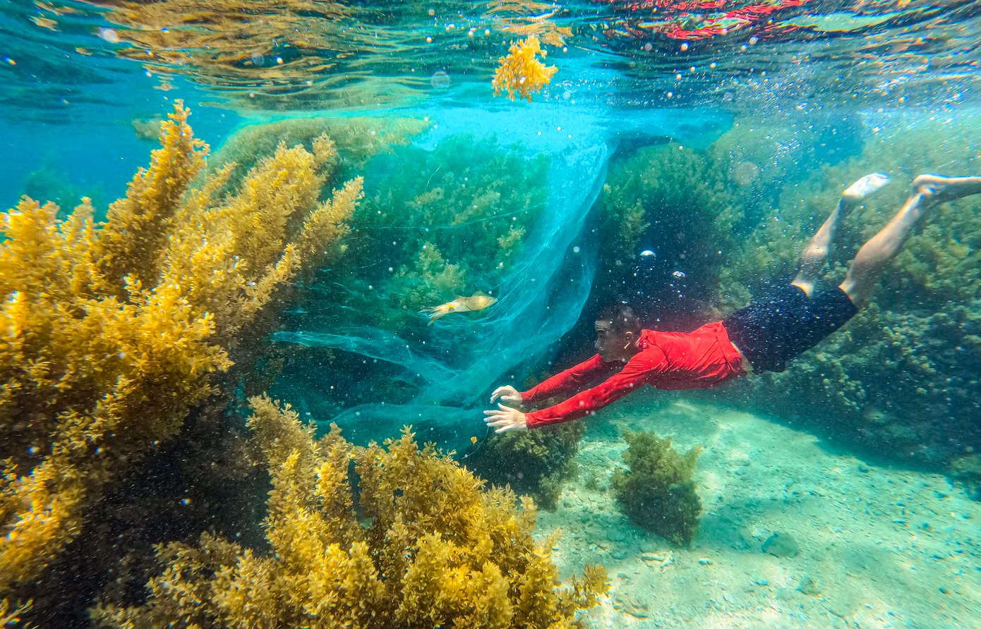 Rong mơ có tên khoa học là Sargassum. Chúng thường sống bám vào rạn san hô, đá ngầm. Khi một cây rong dài, nó sẽ tràn lên mặt nước. Nhiều cây như vậy tạo nên những bãi rong vàng óng ấn tượng ngay trên mặt biển.