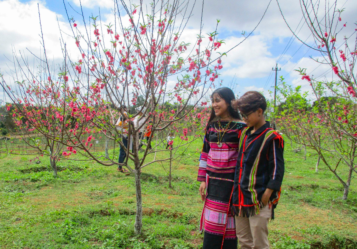 Những cây đào xum xuê cành và nở hoa rực rỡ.