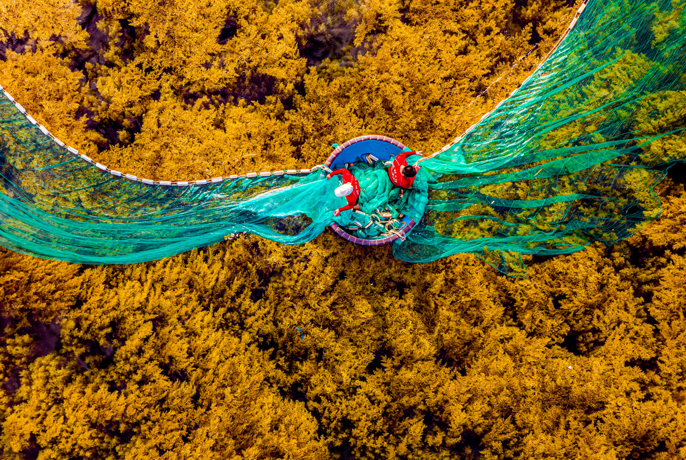 Hằng năm, cứ vào khoảng cuối tháng 5 đến tháng 7 mùa rong mơ lại xuất hiện ở vùng biển làng chài Nhơn Hải (TP Quy Nhơn). Thời điểm này, nhìn từ trên cao mặt biển xã Nhơn Hải như “cánh đồng lúa chín vàng” trải dài cả một vùng rộng lớn, tạo nên bức tranh thiên nhiên tuyệt đẹp.