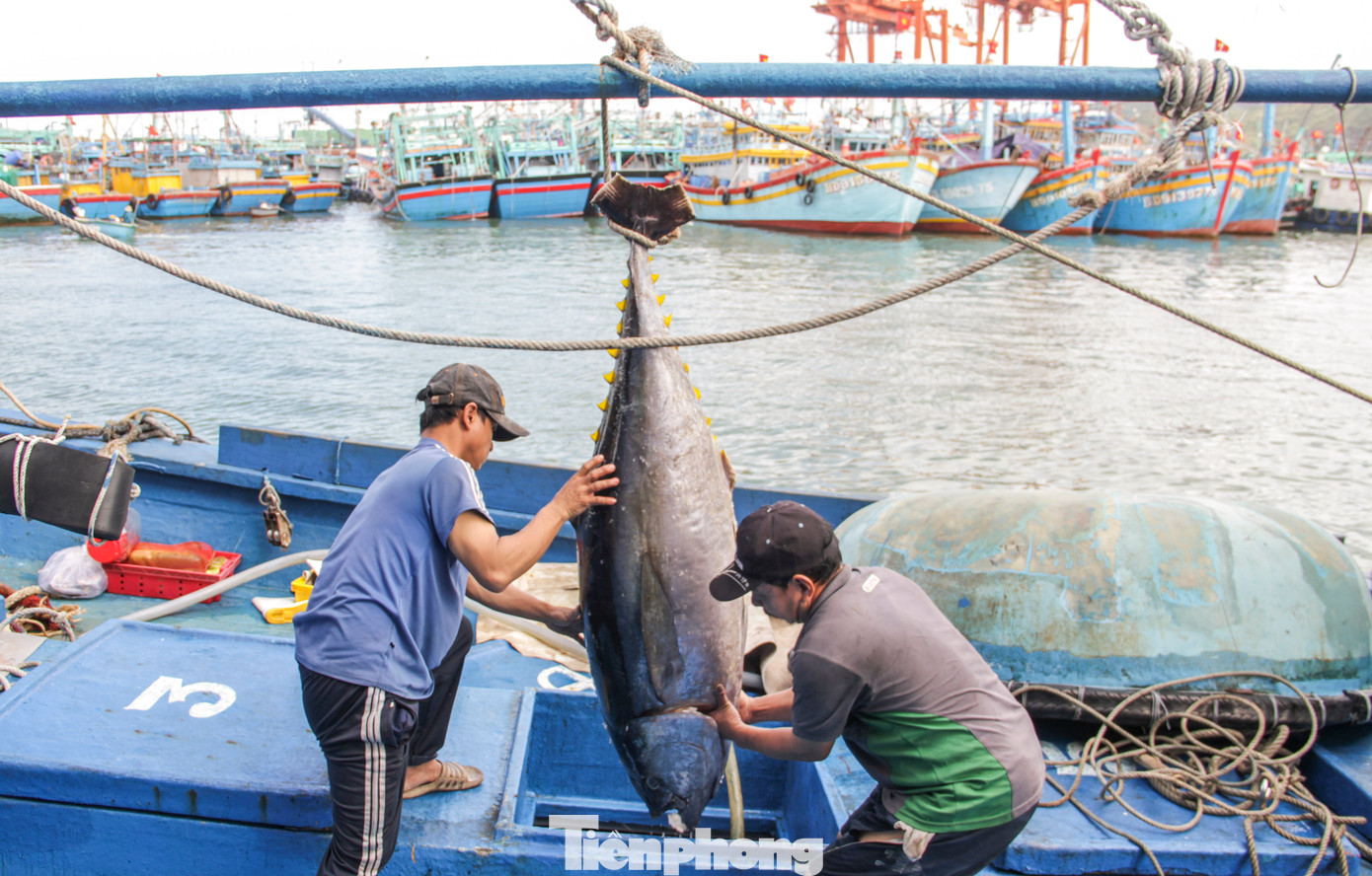 Cá ngừ đại dương được ngư dân Bình Định đánh bắt mang vào bờ. Ảnh: Trương Định Cá ngừ đại dương được ngư dân Bình Định đánh bắt mang vào bờ. Ảnh: Trương Định