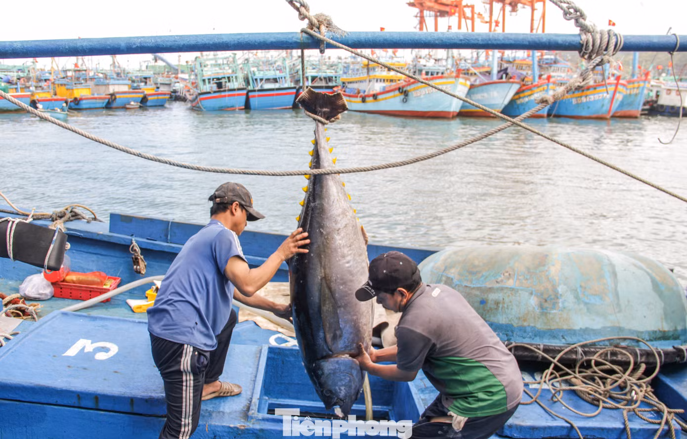 Cá ngừ đại dương được ngư dân Bình Định đánh bắt mang vào bờ. Ảnh: Trương Định