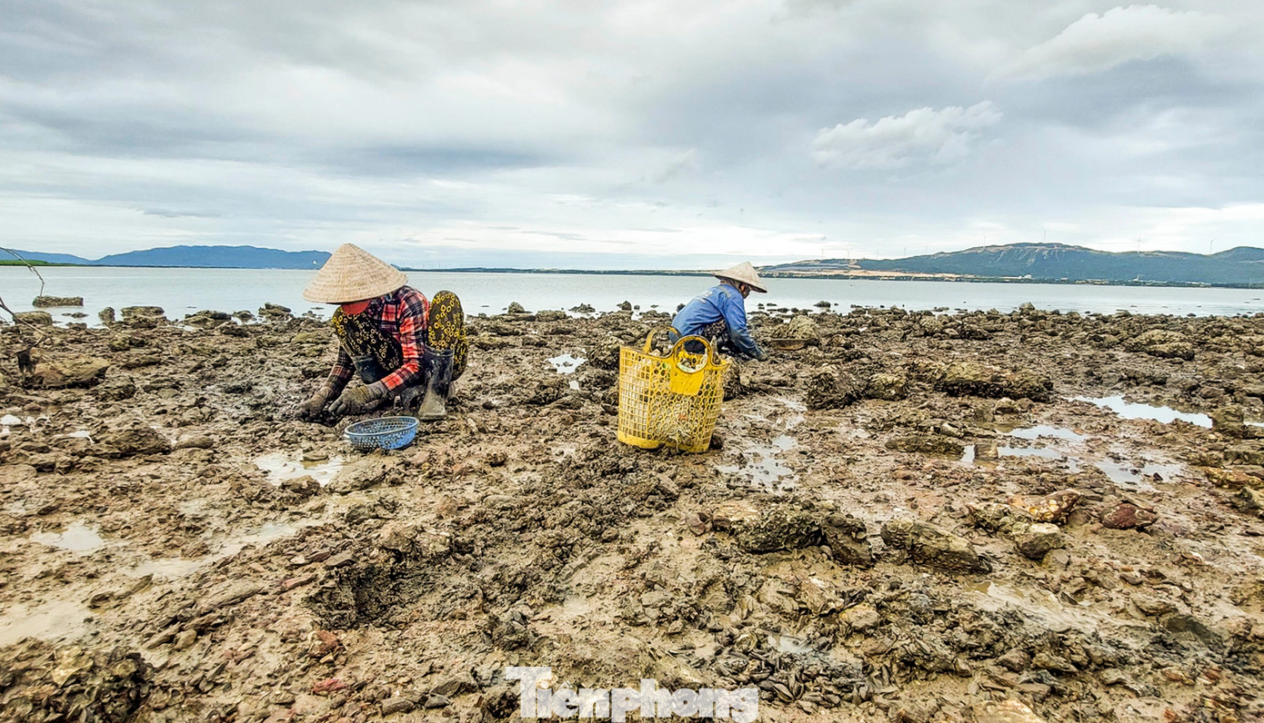 Đầu giờ trưa, bà Lê Thị Mỹ Hoa (ở phường Nhơn Bình, TP. Quy Nhơn) cùng một số phụ nữ khác về đoạn dưới chân cầu Thị Nại để bắt đầu cuộc mưu sinh với công việc đào phễnh.