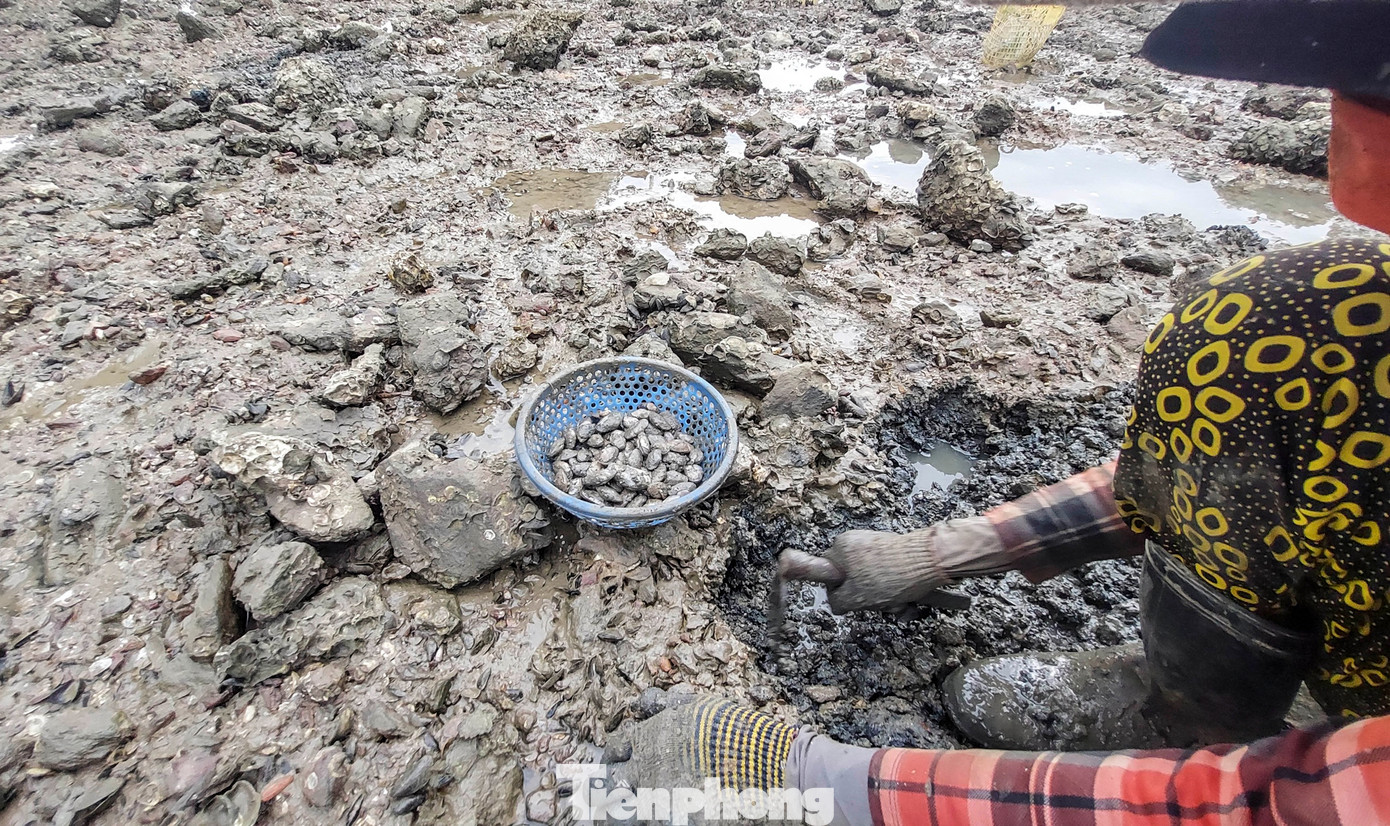 Nhọc nhằn mưu sinh bằng nghề đào phễnh trên đầm Thị Nại.