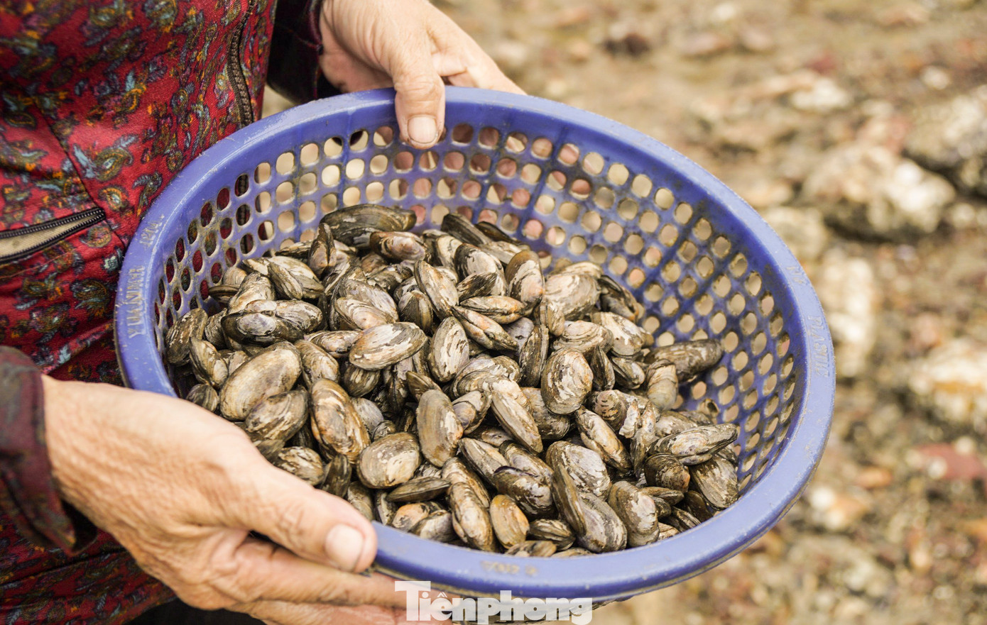 Phễnh sau khi đào lên sẽ được rửa sạch bùn đất, rồi đem về nhà đến sáng sớm hôm sau đem lên chợ cạy, tách vỏ lấy thịt riêng để bán.
