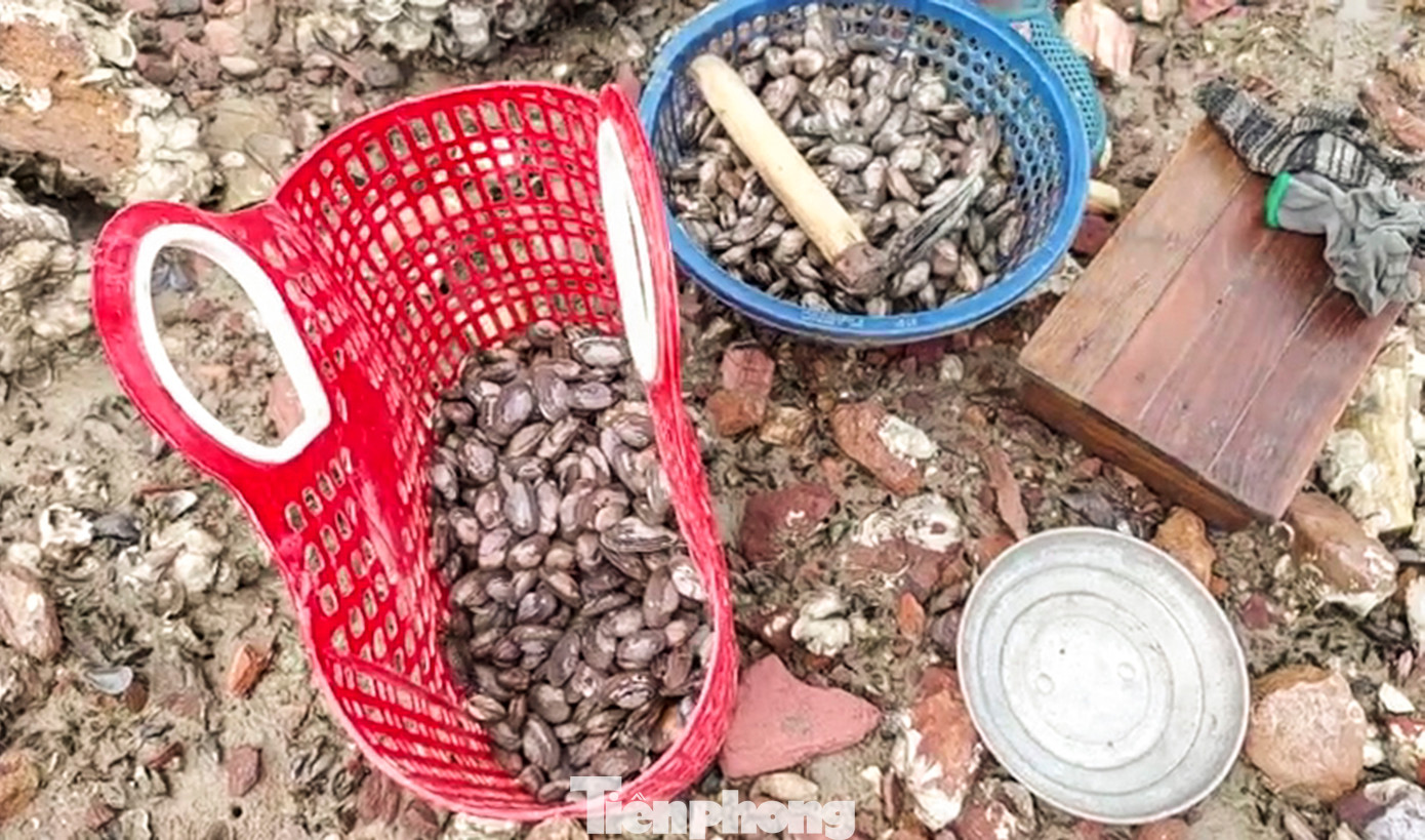 Sau khoảng 6 tiếng, vợ chồng ông Phạm Văn Thơm (ở khu vực 4, phường Nhơn Bình) đào được khoảng 10kg phễnh. Ông Thơm cho biết, so với nhiều năm trước, mỗi buổi vợ chồng ông cũng kiếm 600 nghìn đồng, nếu may mắn đào được nhiều thì kiếm tiền triệu, còn giờ chỉ được 300 nghìn đồng. Tuy nhiên, với số tiền này cũng là một khoản để gia đình trang trải cho cuộc sống.