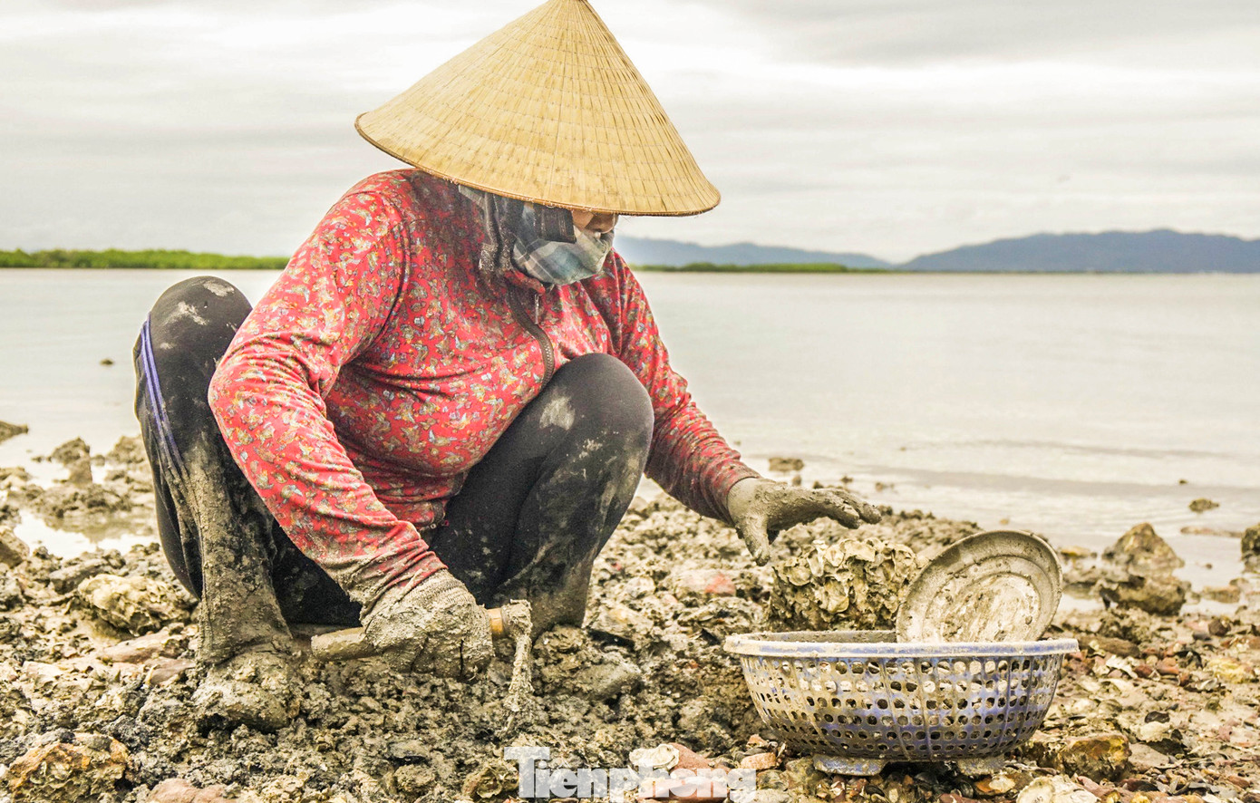 Người dân vùng ven đầm nắm rõ quy luật này nên canh khi nước vừa xuống là tranh thủ ra đào phễnh kiếm thêm thu nhập.